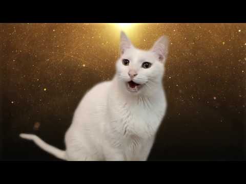 Despacito - Cats version - Versión Gatos