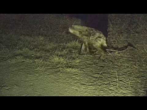 Djuma: Lone Hyena gets a quick drink - 00:40 - 06/20/19