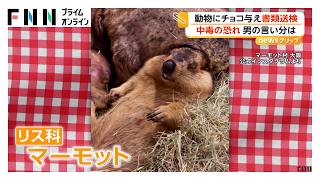 リス科「マーモット」にカフェでチョコ与え…30代の男性客を書類送検 中毒症状引き起こす恐れ 大阪・守口市（2026年05月20日）