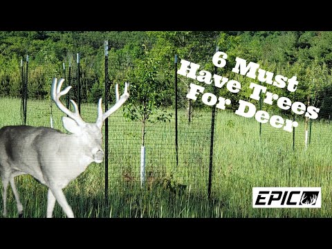 6 Must Have Trees That Deer Love!!!