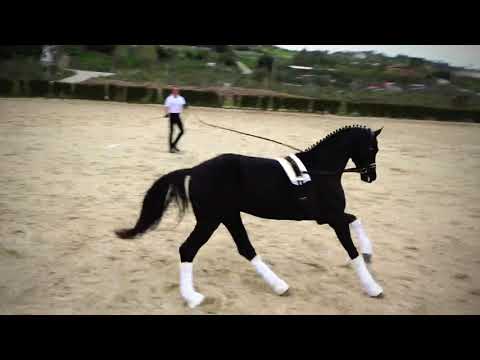 Liberace 2016 Hannoveraner stallion by Livaldon