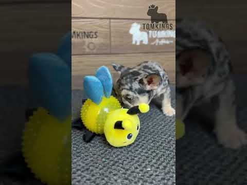 Video 5