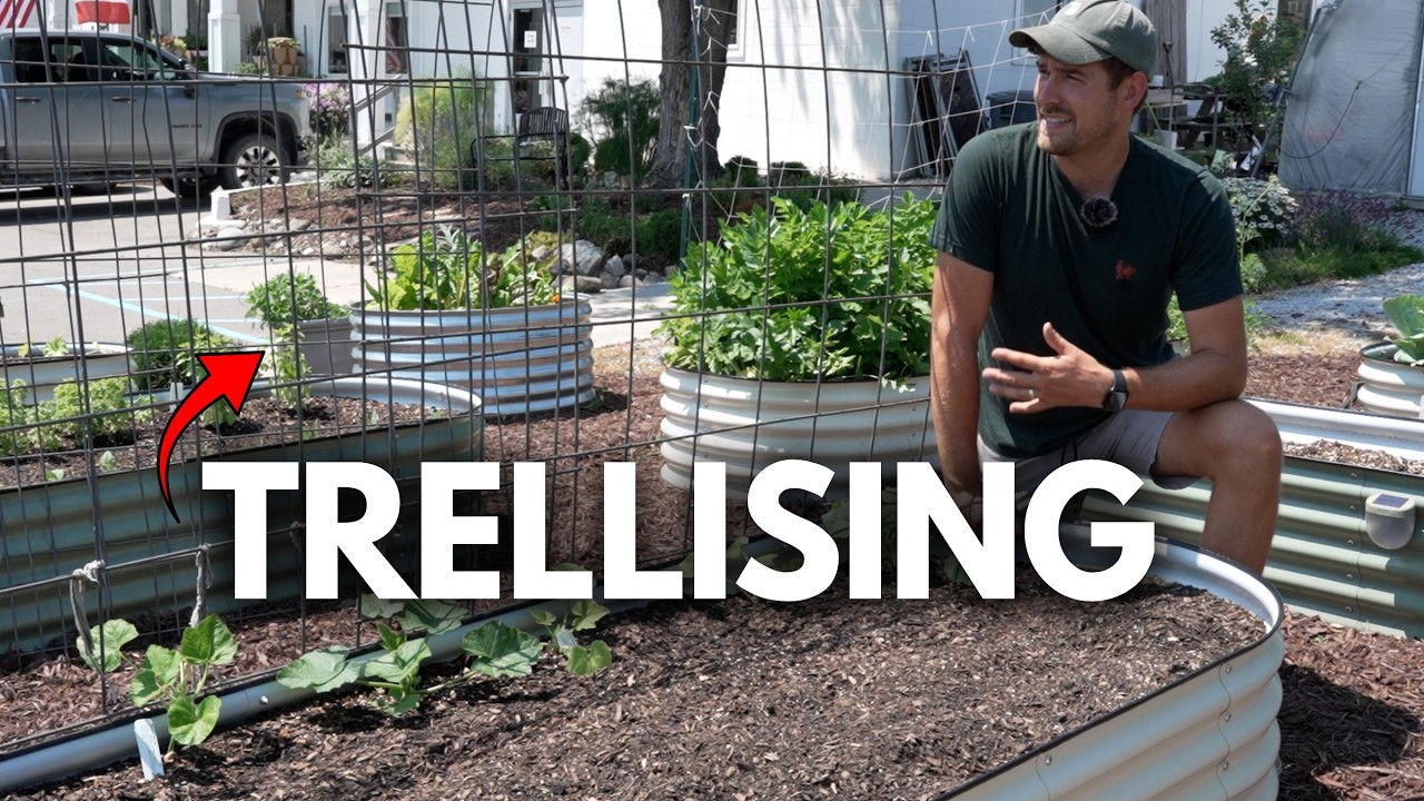 Use THIS For The BEST Garden Trellis Ever - (How to Use Cattle Panel)