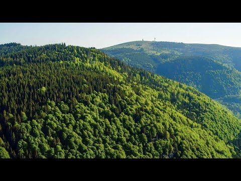 Forest around Feldberg | Aerial (4K)