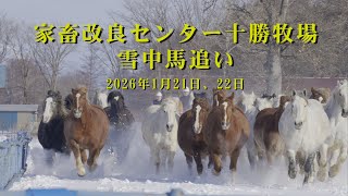【4K HDR】家畜改良センター十勝牧場雪中馬追い  2026/01/20 #hokkaido #馬 #horse  #十勝牧場 #音更町