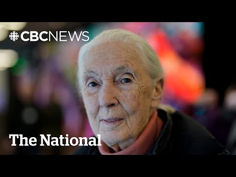 Jane Goodall, chimpanzee researcher and conservationist, dead at 91