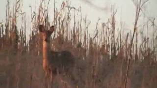 preview picture of video 'deer on side of road in scott county kentucky'