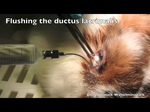 download lagu mp3 mp4 Konijn Oog Dicht, download lagu Konijn Oog Dicht gratis, unduh video klip Konijn Oog Dicht