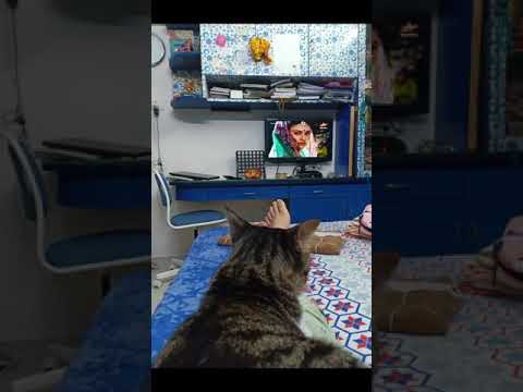 Google made video for our cats 💕| cats all around 😍