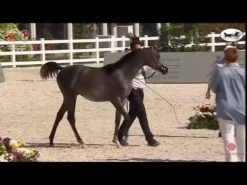 N 183 ASHAL AL EZZ   Abu Dhabi International Arabian Horse Championship 2021   Yearling Colts Class