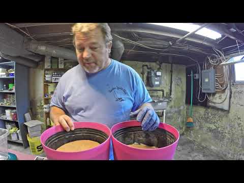 197-day old bin horizontal migration success ..& nightcrawlers fed - vermicomposting