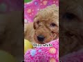 Goldendoodle dogs for sale: Miss White - Video 1