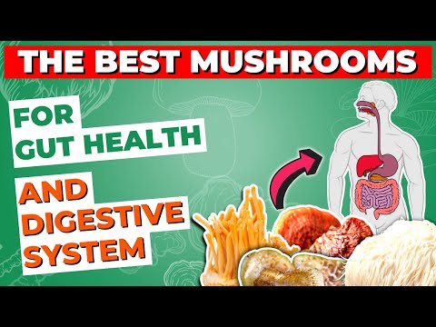 The Best Mushrooms for Gut Health and Digestive System