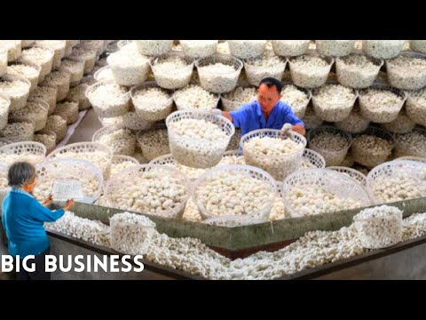 How Silk cocoon harvest and process in Japan Factory | Farmer Farming Million of SilkWorm for silk