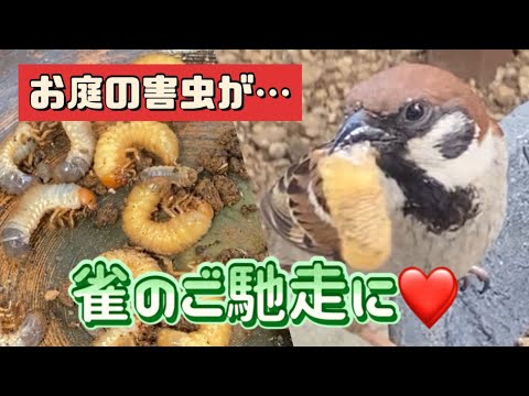 ムクドリを怖がらせるものは何ですか？鳥の餌台や庭から永遠に追い払うための 4 つのヒント  庭園