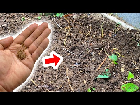 園芸 タンポポの肥料