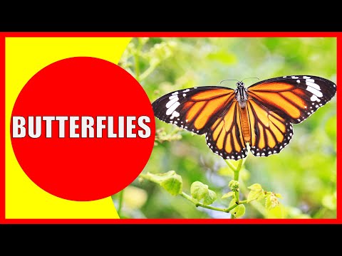 BUTTERFLIES FOR KIDS – Butterfly Facts for Children, Kindergarten and Preschoolers | Kiddopedia