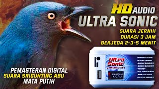 Download lagu MATA PUTIH SRIGUNTING ABU‼️jenis ini paling cerdas dengan suara panjang mastering digital mp3 Download lagu MATA PUTIH SRIGUNTING ABU‼️jenis ini paling cerdas dengan suara panjang mastering digital mp3