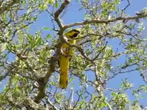 Cardenal Amarillo