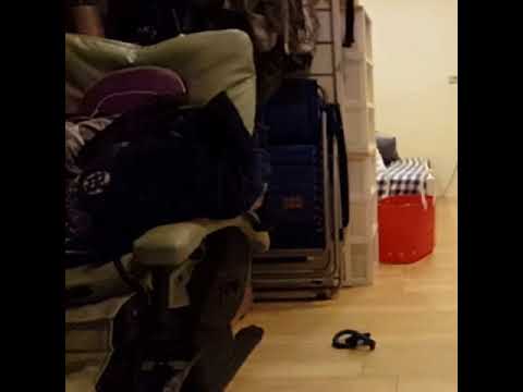 跳躍的鬆獅犬 堡堡
