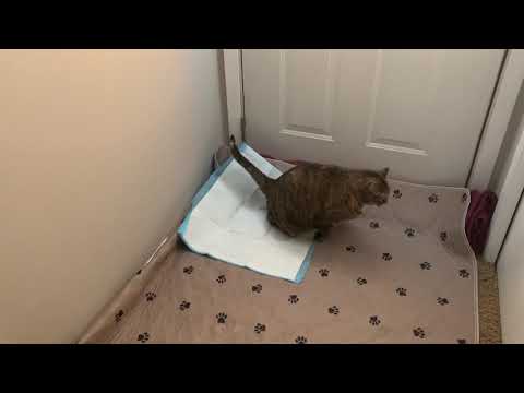 Can cats learn to use pee pads?