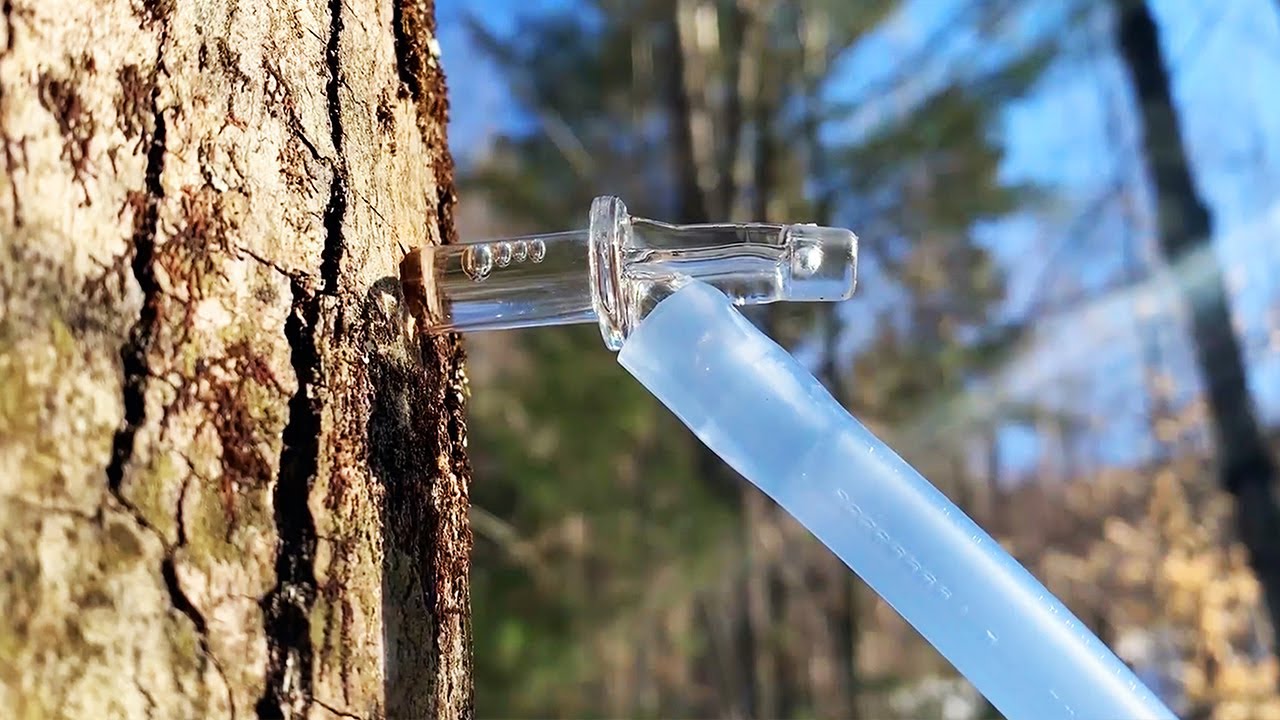 How do maple trees produce sugar?