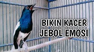 Download lagu BIKIN KACER JEBOL EMOSI AUTO NYAUT GACOR ON !! PANCINGAN KACER GACOR PASTI NYAUT AMPUH. mp3