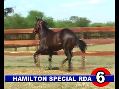 2014 - RINCON DEL AGUARA - CHILE - LOTE 6 - HAMILTON SPECIAL RDA