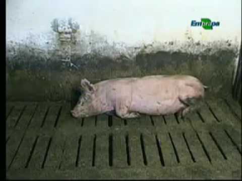 , title : 'Controle da circovirose suína Dia de Campo na TV'