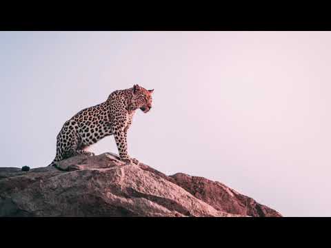 Toti LWR - Memorandum (Original Mix)