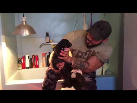 Update THREE TIMES BIG COUNTRY PUPPIES