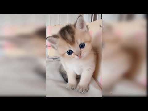 Baby cats cute and funny cat videos compilation 2021 🐈 #2