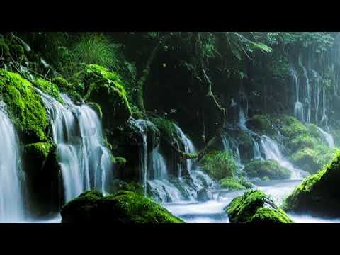 relaxing Jungle sounds to unwind too