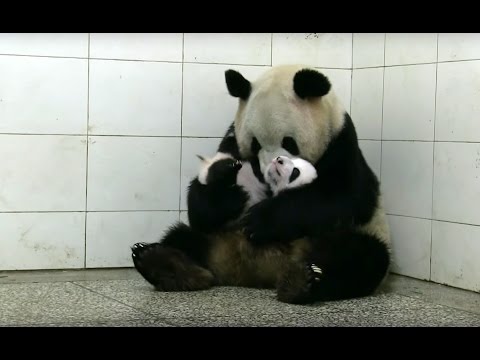 The Amazing Panda Foster Mum: A Heartwarming Tale of Survival