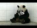 Baby Twin Pandas | Panda Babies | BBC Earth