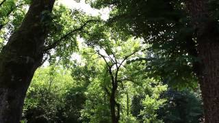 preview picture of video 'bosco fontana Mantova (la riserva di caccia dei Gonzaga)'