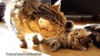 Kitten and Mom Cat in the morning