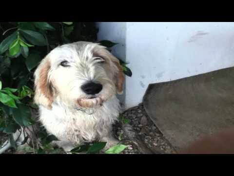 Ho smarrito il mio cane oscar