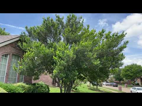 Best Plants Series - Yaupon Holly