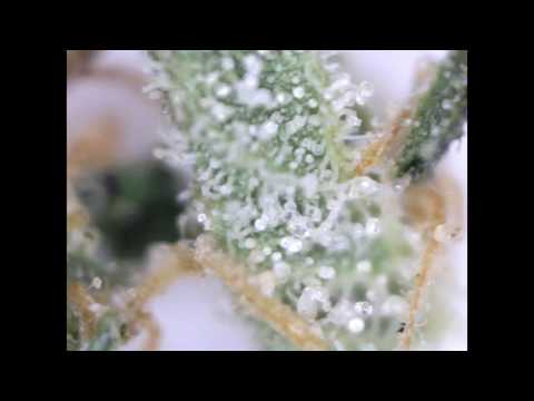 Trichomes A Microscope View