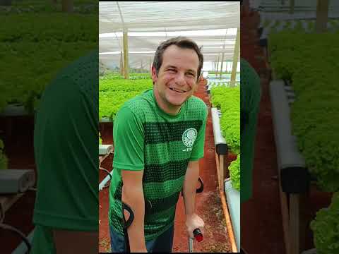 Como Produzir Folhosas Na Hidroponia