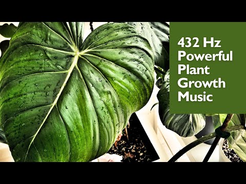 432 Hz Music for Plants 🌱 Powerful Music To Stimulate Growth & Happiness