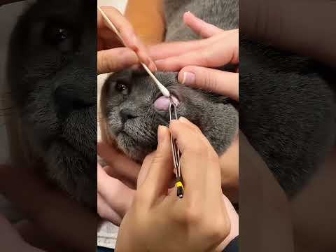 A Rare Eye Condition in a cat 😺 #catshorts #ytshorts #cat #petcare #cathealth #petrescue