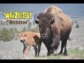 Bison by The Whizpops (w/lyrics)