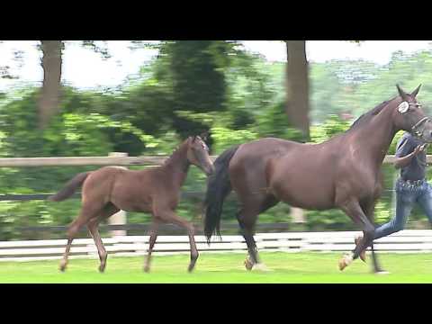 Toedter; Fürstenball