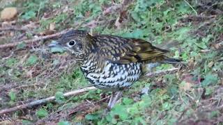 Download lagu Anis sisik mp3