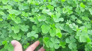 Download lagu Semanggi Budidaya Pati mp3