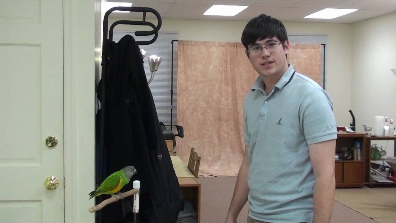 World Record 20 Parrot Tricks in 2 Minutes - Kili Senegal Parrot