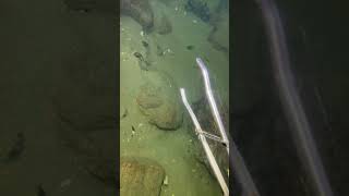 I catching seafood on the seafloor-P1023.#fishing #ocean #deepsea #nature #beach