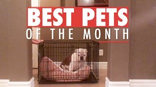 Best Pets of the Month | November 2017